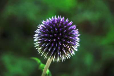 Close-up of purple flowers