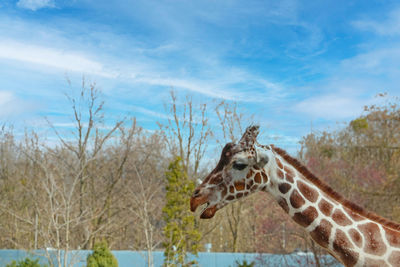 View of giraffe against sky