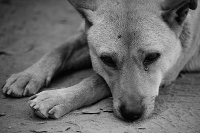 Close-up portrait of a dog