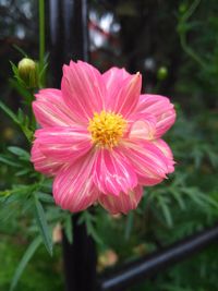 Close-up of pink flower blooming outdoors