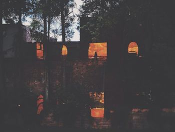 Silhouette trees and plants in forest