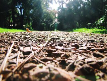 Surface level of sheep in forest