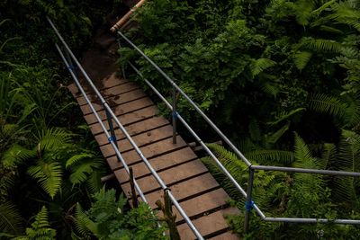 High angle view of staircase in forest