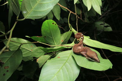 Close-up of insect on leaves