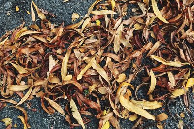 High angle view of dry leaves