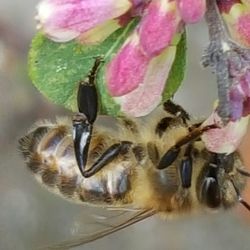 Close-up of insect on flower