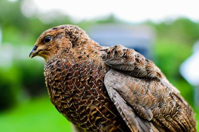 Close-up of a bird