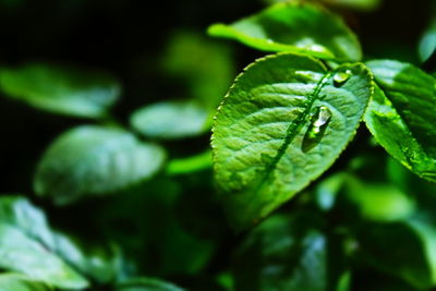 Close-up of green leaf on plant