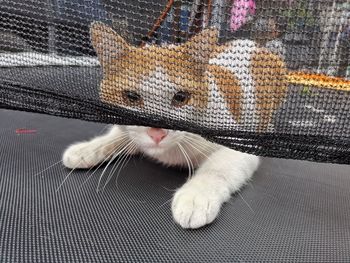 Cat playing on a trampoline behind a net