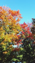 Low angle view of trees against clear sky