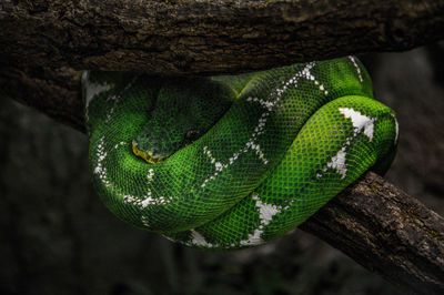 Close-up of green tree trunk in zoo