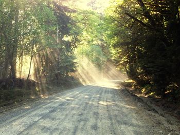 Road passing through forest