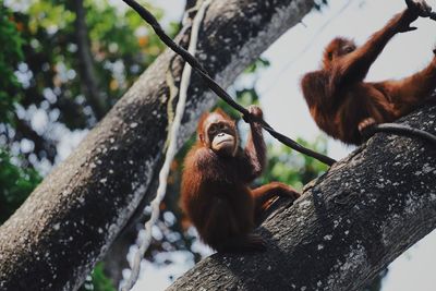 Low angle view of monkey on tree