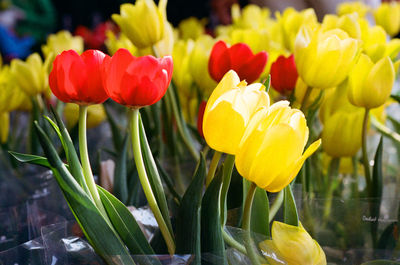 Close-up of yellow tulips blooming on field