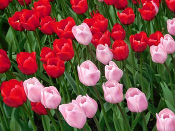 Close-up of flowers blooming outdoors