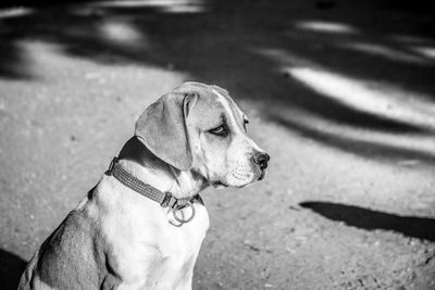 Close-up of dog looking away