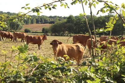 Cows standing on field against trees