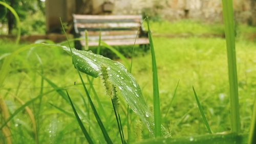 Close-up of wet grass