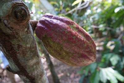 Close-up of fresh green tree