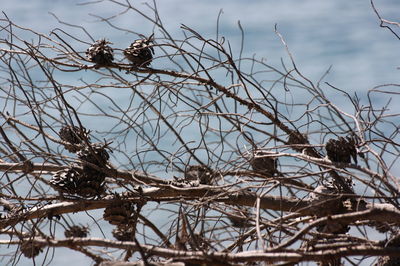 Low angle view of bare trees against sky