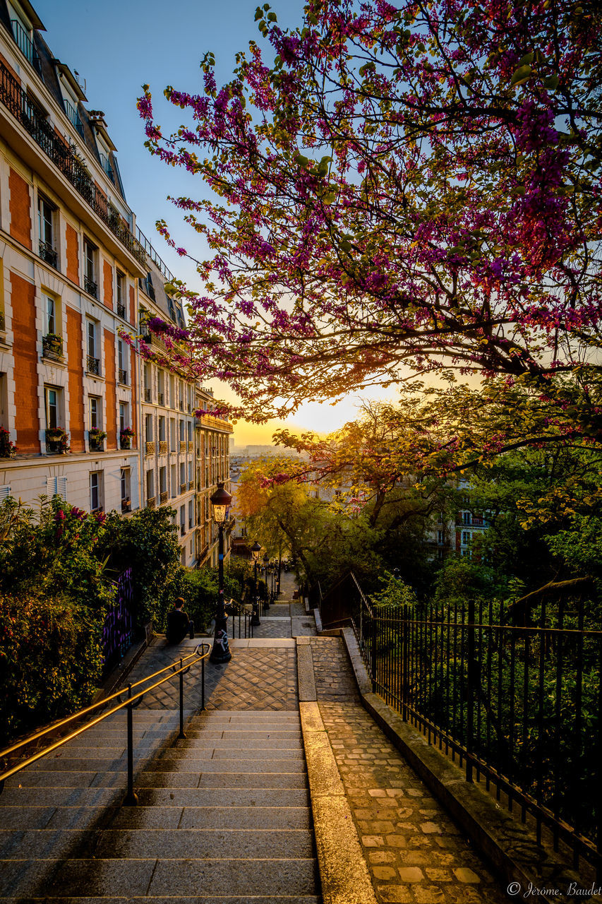 plant, architecture, built structure, tree, nature, building exterior, building, growth, sky, direction, footpath, city, the way forward, sunlight, no people, flower, outdoors, sidewalk, railing, residential district, cherry blossom