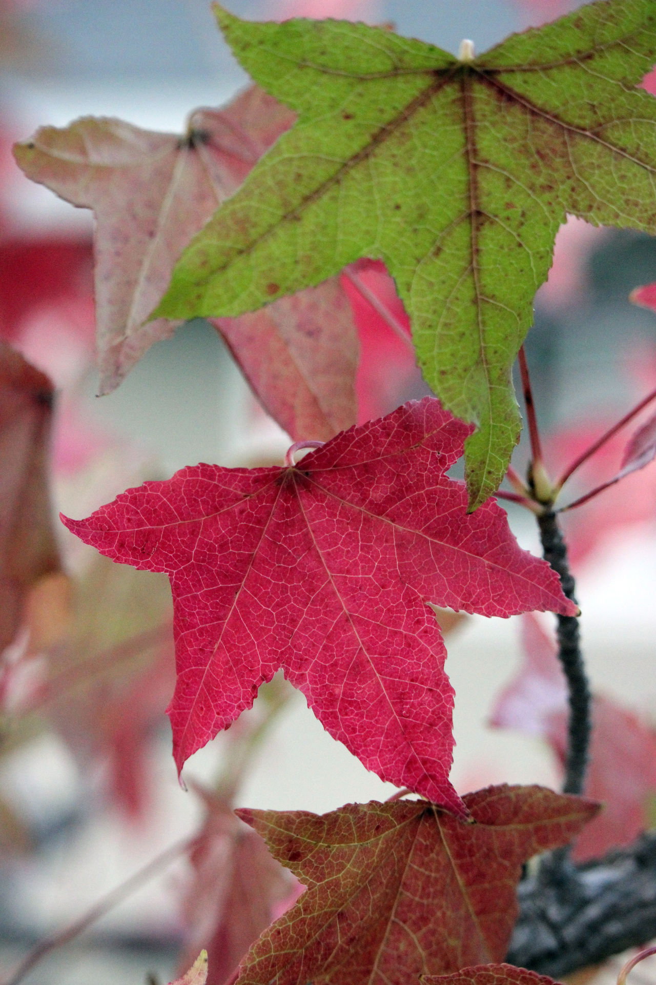 Three autum leaves