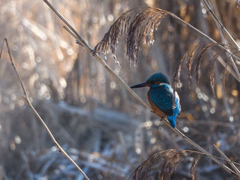 Close-up of bird perching on branch