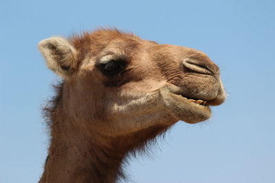 Close-up of a horse against clear sky