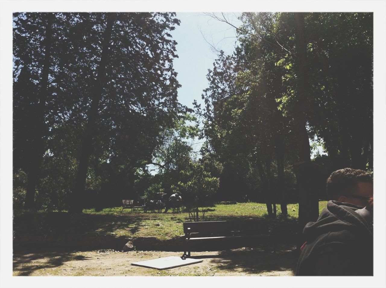 tree, transfer print, auto post production filter, tranquility, growth, bench, nature, park - man made space, tranquil scene, leisure activity, sunlight, relaxation, shadow, lifestyles, day, tree trunk, outdoors, scenics