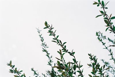 Low angle view of leaves against clear sky