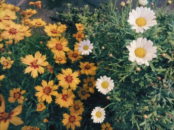 High angle view of daisies and gaillardias blooming at park