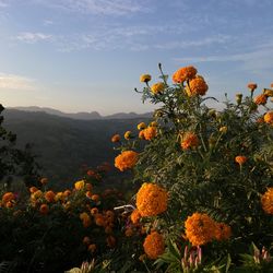 Scenic view of orange flowering plant against sky