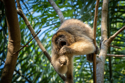 Low angle view of monkey on tree in forest