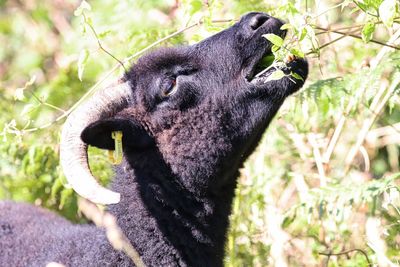 Close-up of an animal