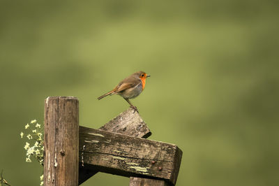 Robin redbreast