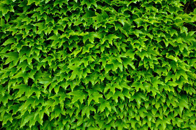 Full frame shot of green leaves