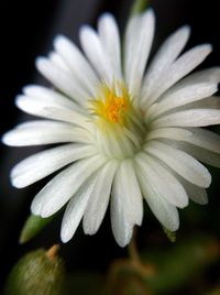 Macro shot of yellow flower