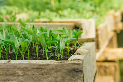 Close-up of potted plants in greenhouse
