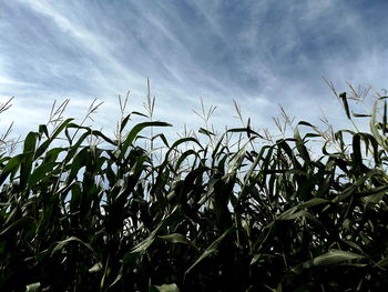 Close-up of plants growing in field