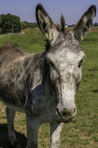 Portrait of a horse on field