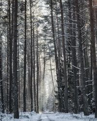 Pine trees in forest