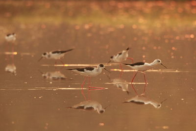 Seagulls flying over lake