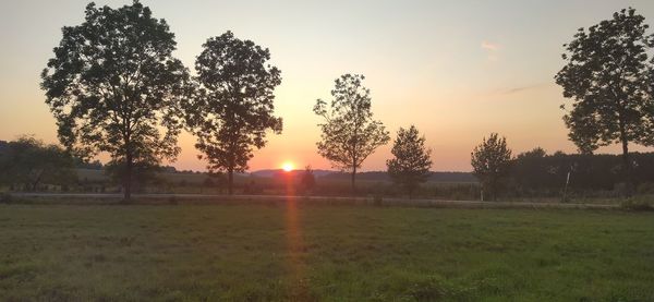 Trees on field against sky during sunset