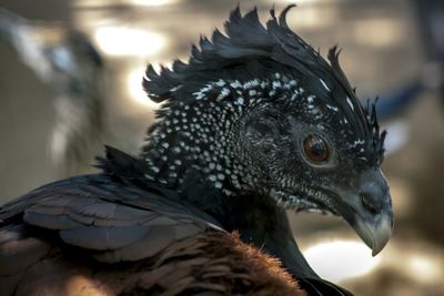 Close up of an animal