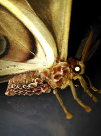 Extreme close up of flower