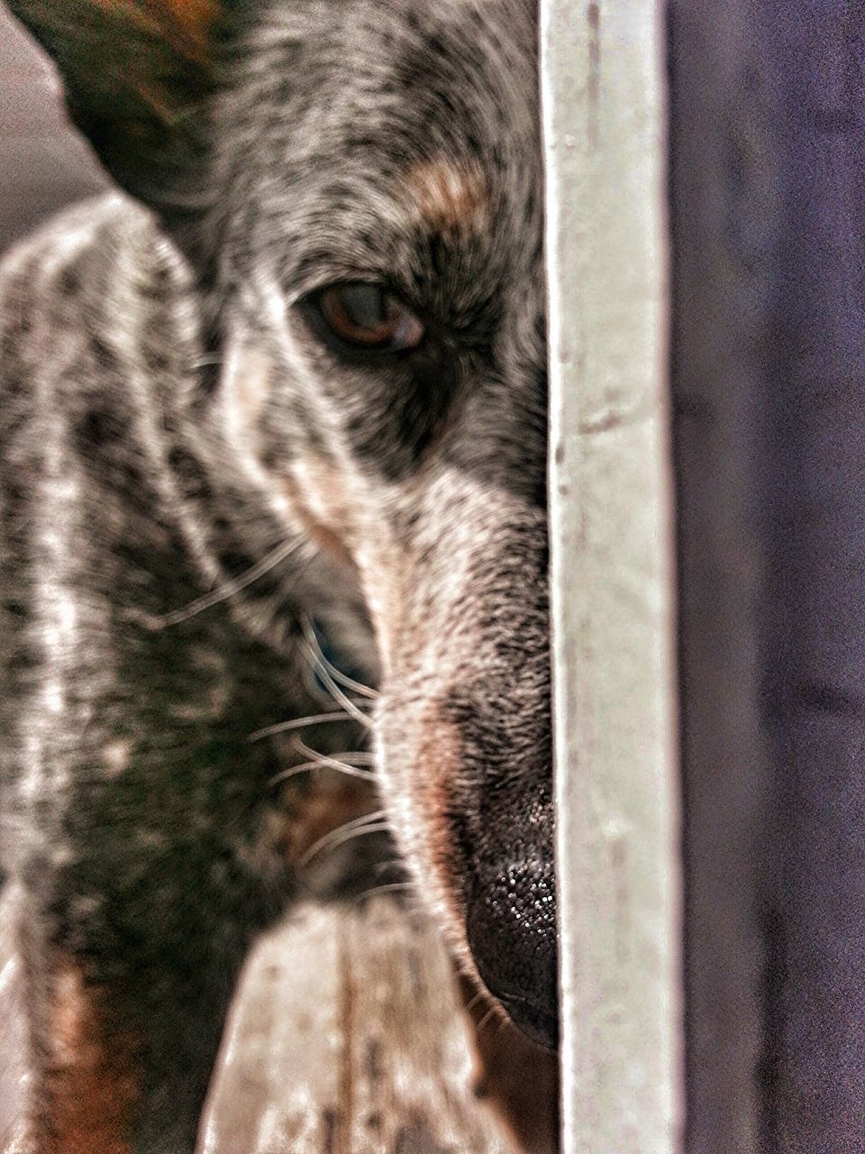 CLOSE-UP PORTRAIT OF DOG OUTDOORS