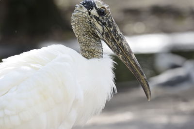 Close-up of bird