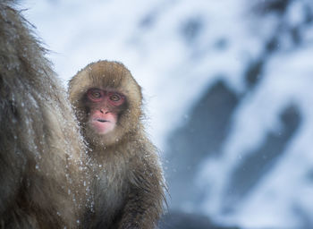 Snow monkey in a hot spring, nagano, japan