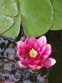 High angle view of pink water lily in lake