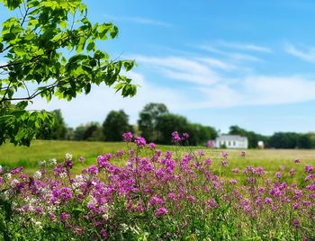 Purple flowering plants on field against sky